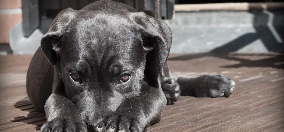 Stop ai cani legati alle catene